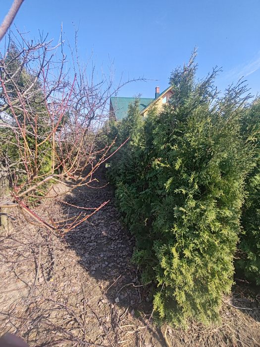 Vând tuia columnaris și smaragd  120 -250 cm!