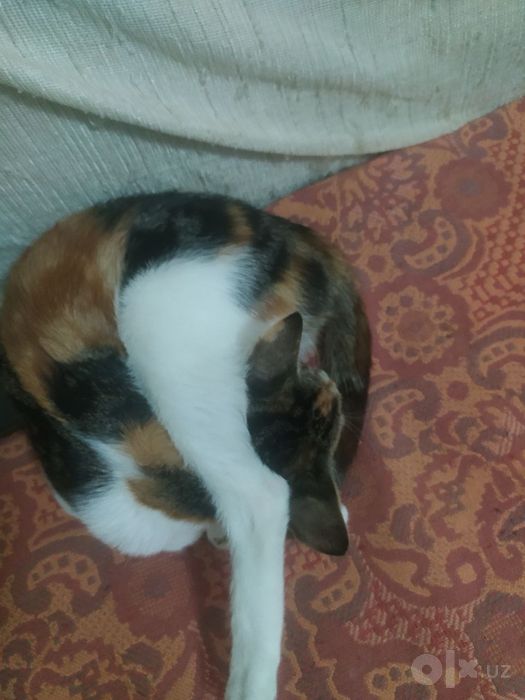 Котята даром. Спасите котят!