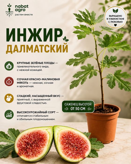 Anjir Dalmatskiy / Инжир Далматский — ko‘chat 50+ sm