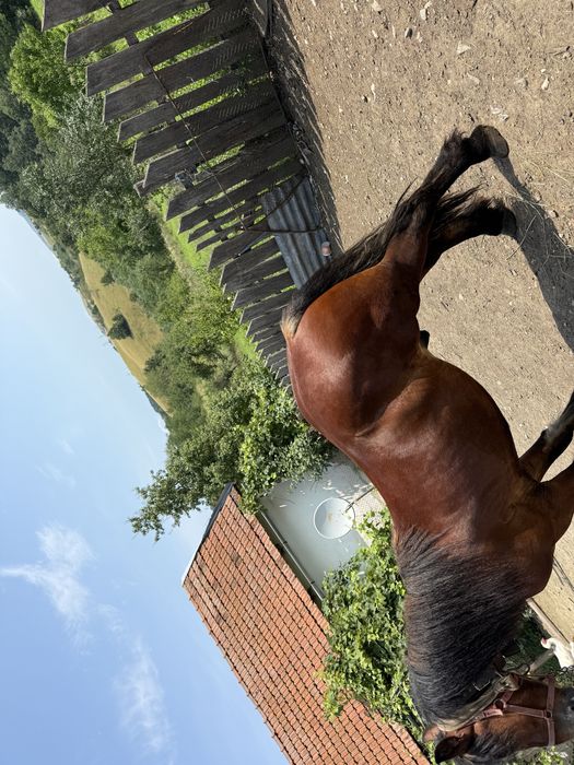 Cal de vanzare 3 ani