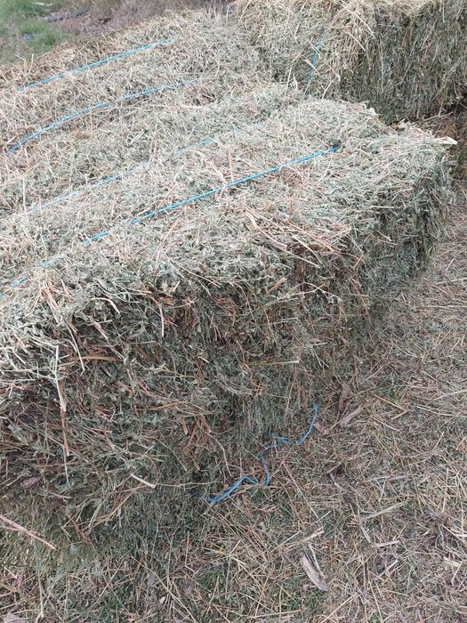 Baloti lucernă de vanzare