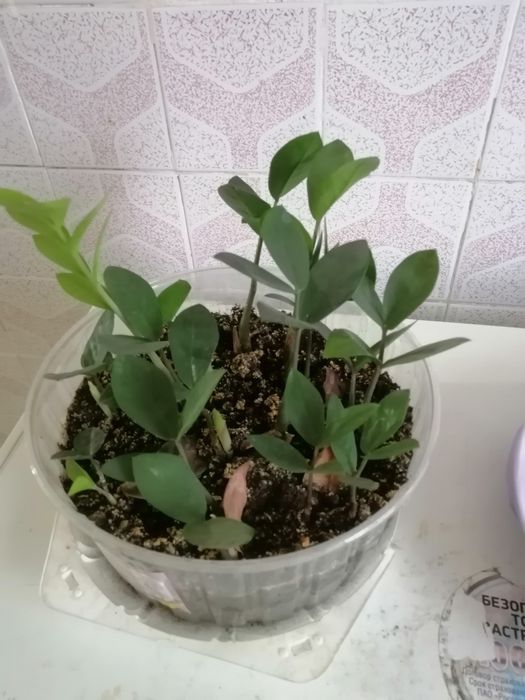 Продам доллоровое дерево