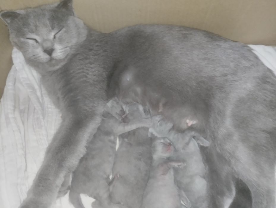 Котята милые пушистые