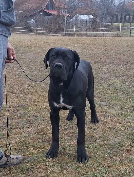 Cane Corso femelă junior, talie mare, pedigree FCI
