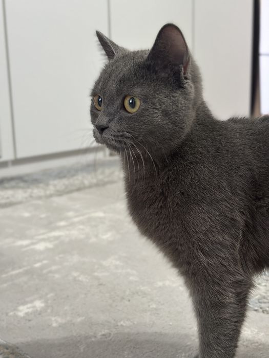 Кошка домашняя серая