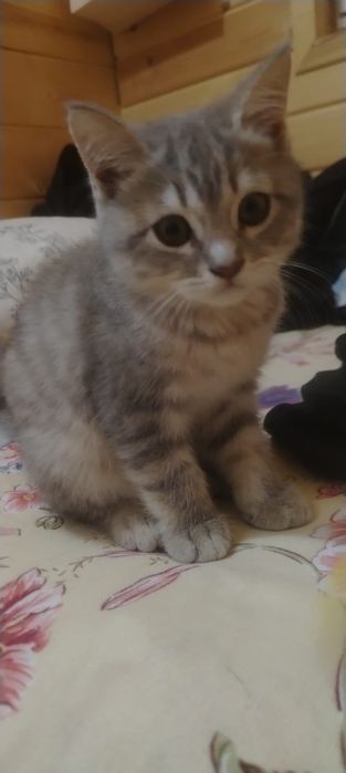 Маленький серый котёнек