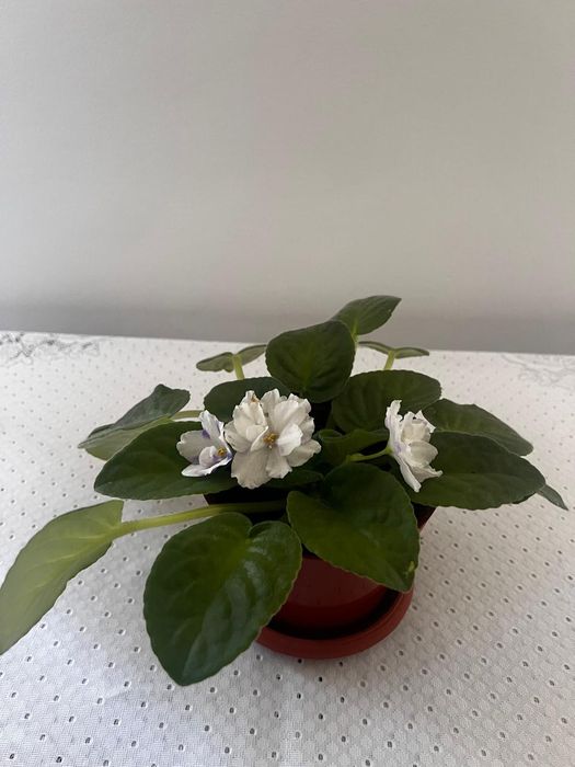 Фиалка цвета белого