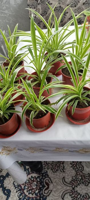 Алое-вера, хлорафитум сотилади