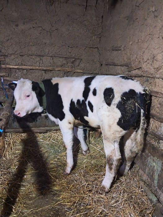 Vand 6 vitei buni si frumosi