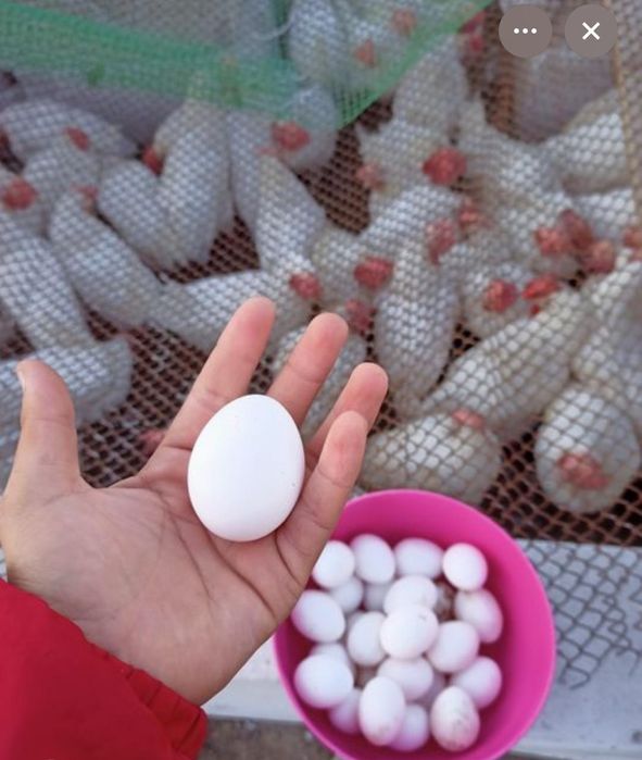 Белые  несушки Леггорн