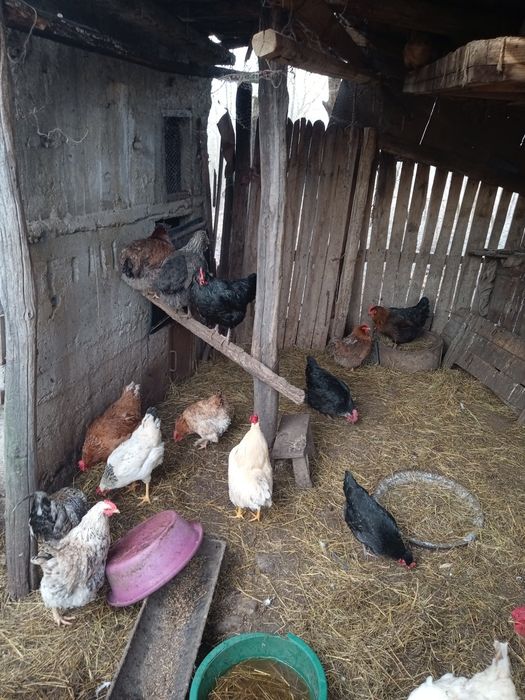 Se vând păsări de curte crescute bio