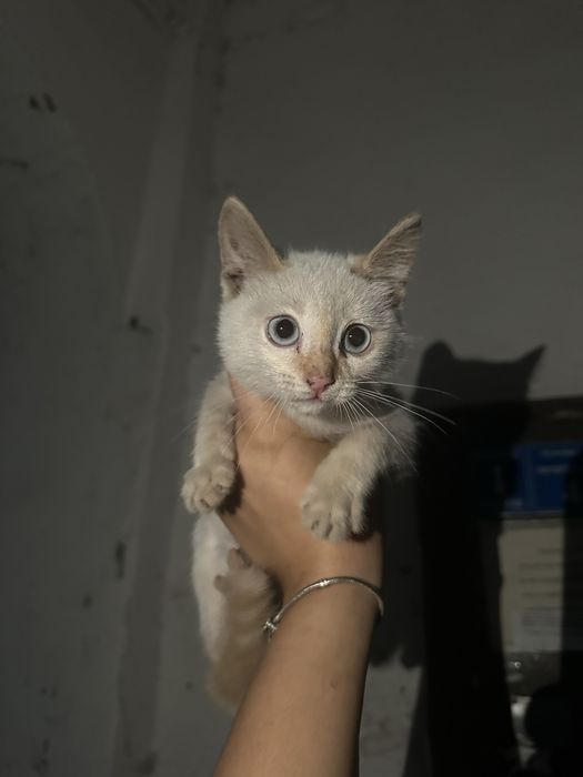 Отдам уличного котенка