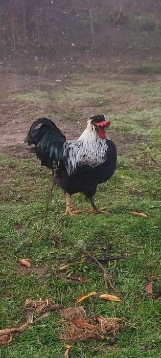 Продавам петлета