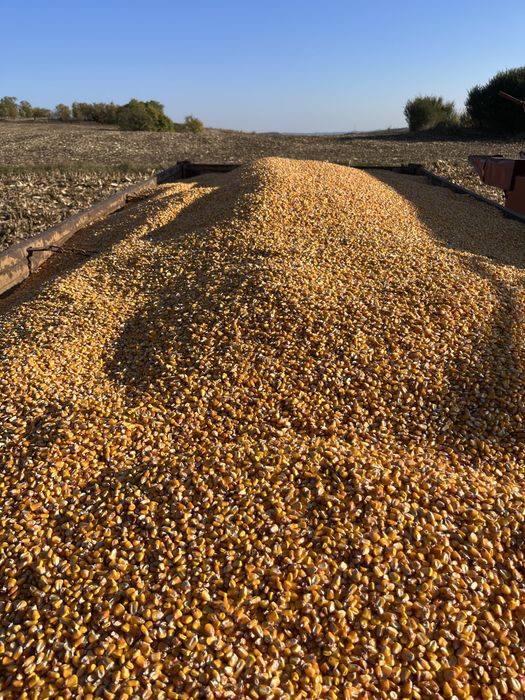 Porumb 2025!!!//////