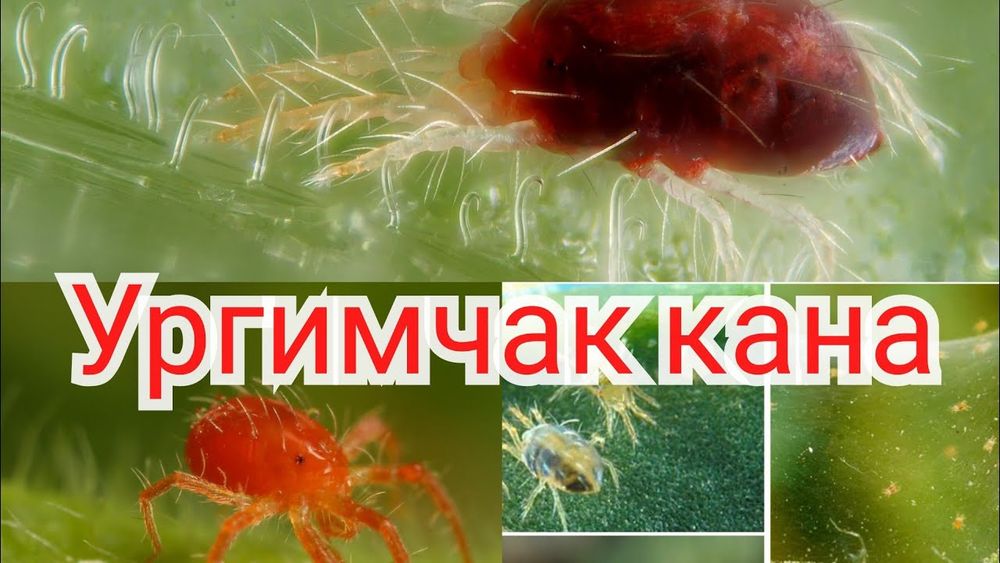 Обрезка деревьев, винограда, стрижка ёлок, осенние обработка деревьев