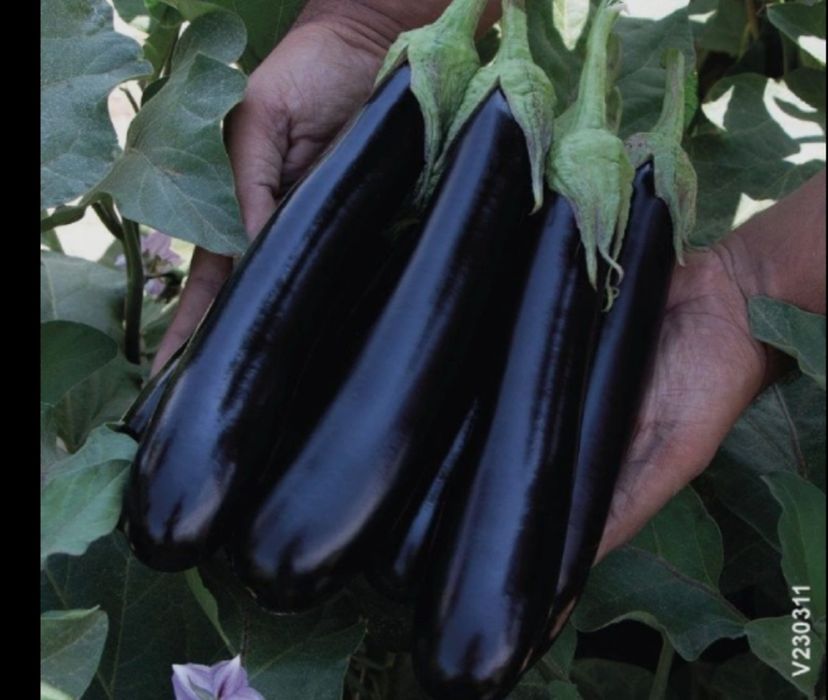 Рассада овощей и цветов