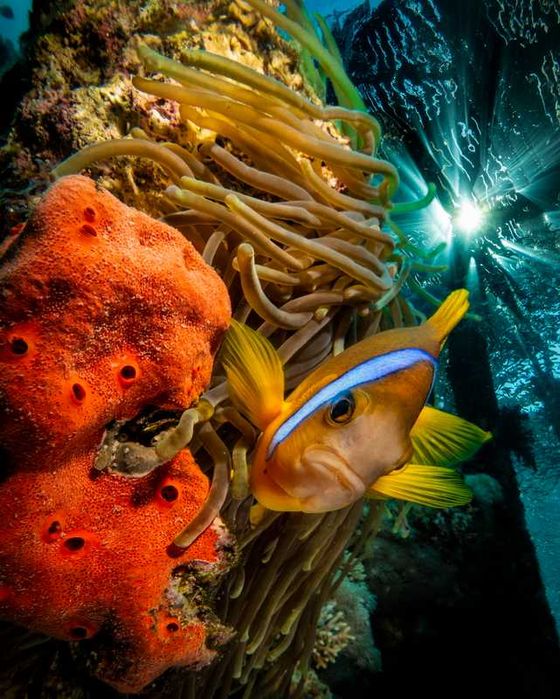 продавам подводен бокс “Ikelite” за Sony RX100V / VA