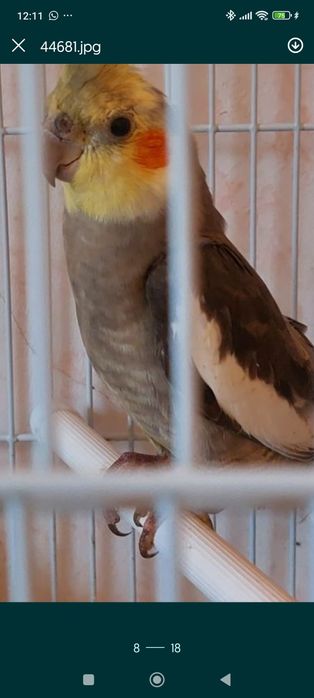 Попугай Корелла малыш продам