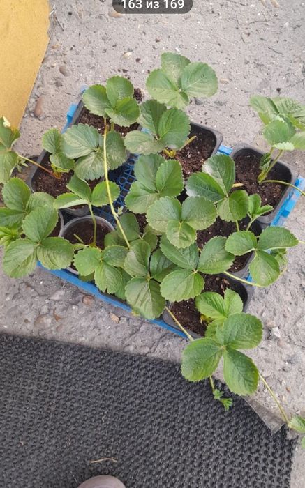 Продам саженцы клубники...