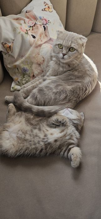 Котёнок Шотландский девочка