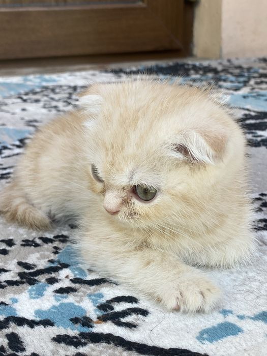 Scottish fold light ginger