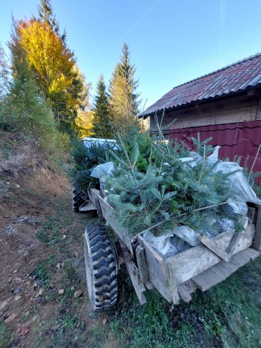 Pachet 5 buc. brazi ornamentali mixt cu balot sol-calibru 60-80 cm