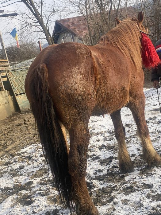 Iapa de 6 ani de vanzare