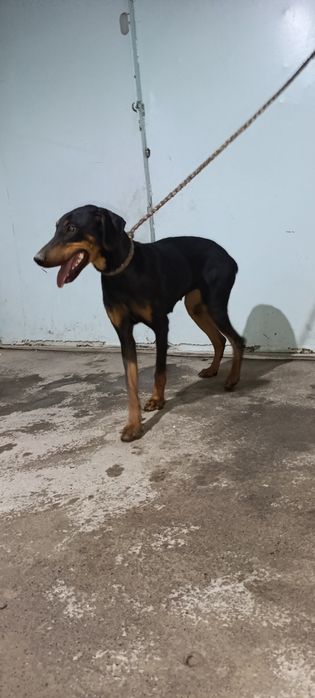 Doberman qiz 6 oylik Tozza qon