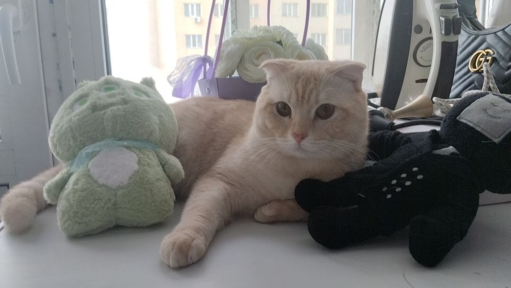 вислоухие кот и кошка