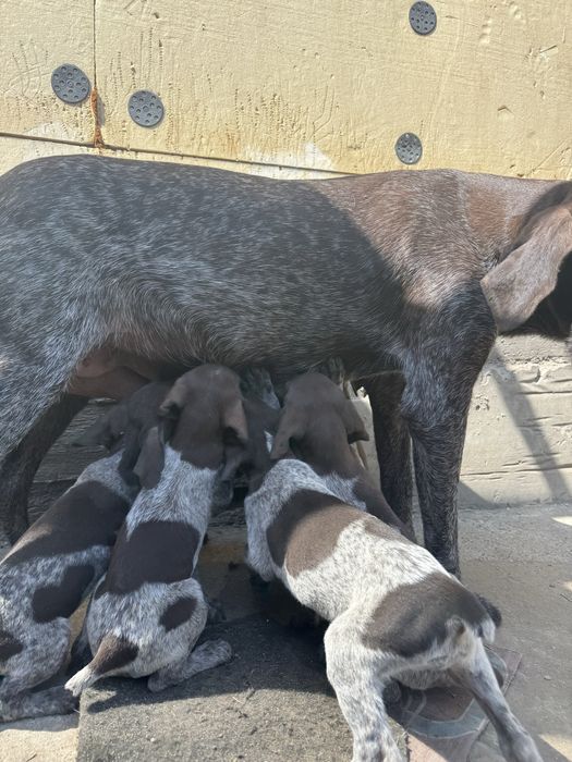 метисы Курцхаар и Дратхаар