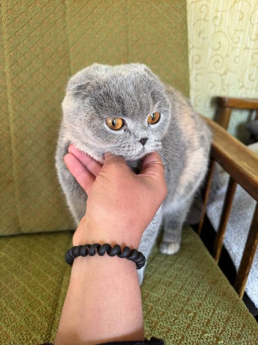 Мушуклар сотилади