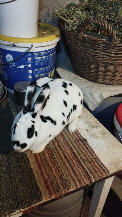 Femela Rex dalmatian, tatuata cu certificat de origine