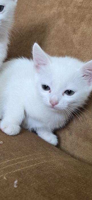 Котенок милая девочка