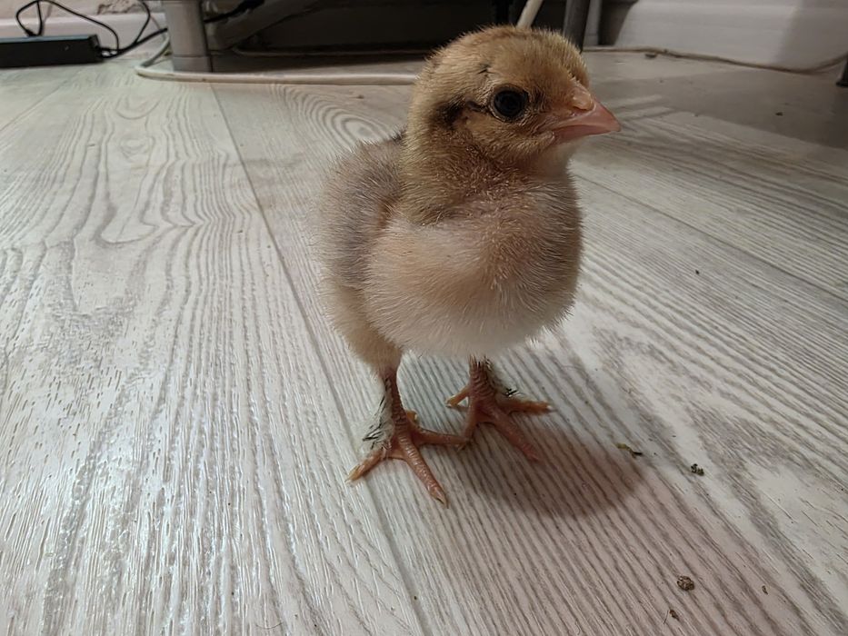 Циплята породистые