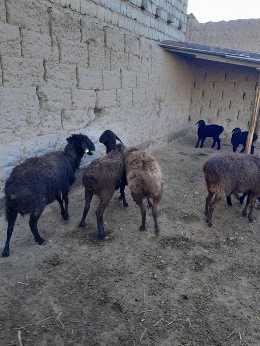 Қозылы қойлар буаз қой