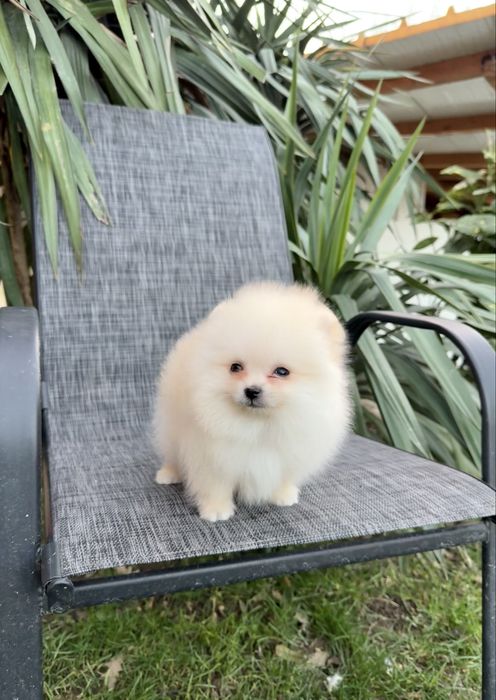 Померан мини момче със втора ваксина