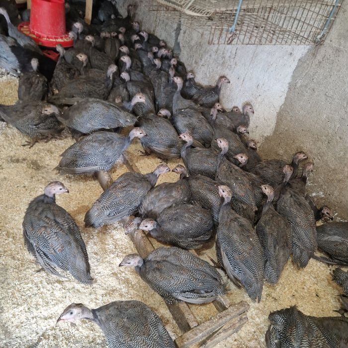Bibilici de carne și ouă puicute