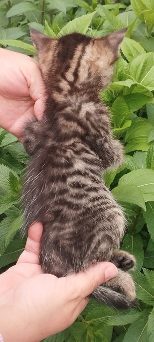 мальчик пушистый милашка и девочка