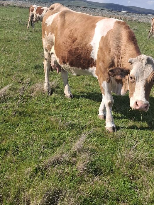 Vând vaca bălțată