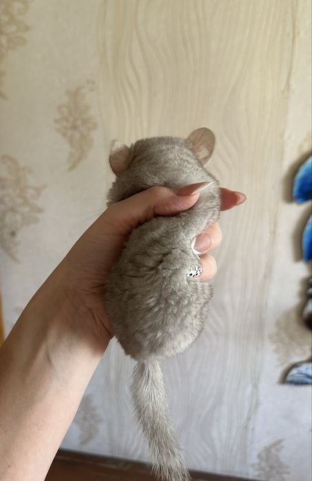 Продам малышей Шиншыллы