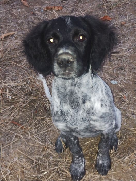 Куче бретон шпаньол женско подарява