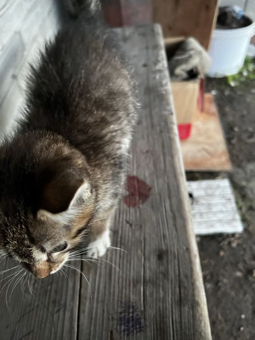 Отдам котенка 2 месяца