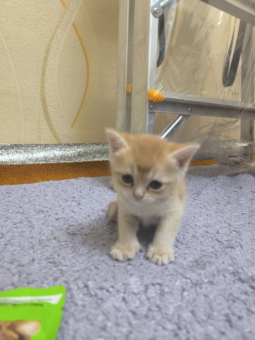 Мушук сотилади 2 ойлик