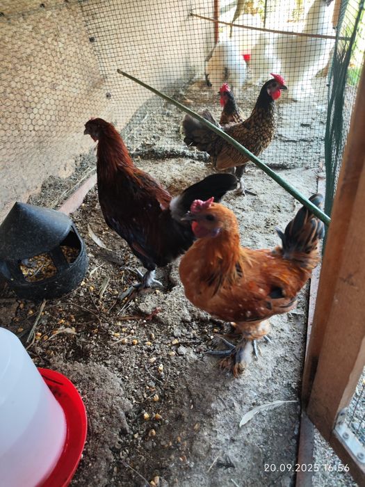 Cocoșei sebright și cocoșei pitici