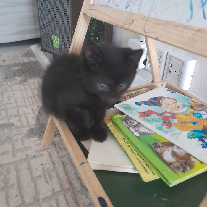 Отдам котят в хорошие руки