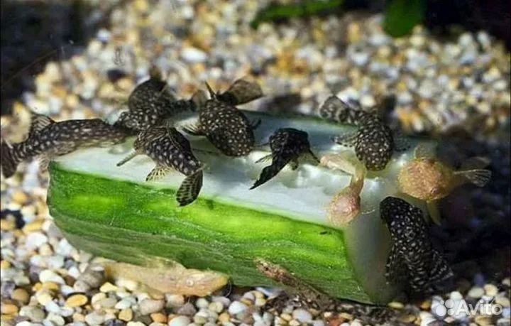 Продам мальков анцитруса