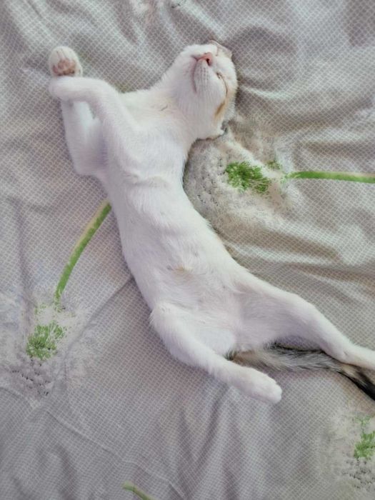 Подаряваме женско коте