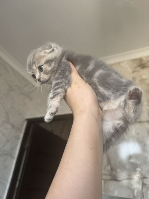 Шотландские котята