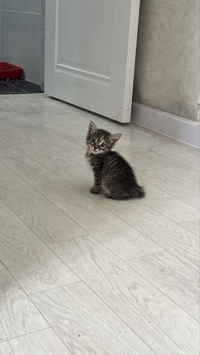 в добрые руки котят
