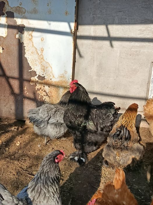 Продам курочек брамы